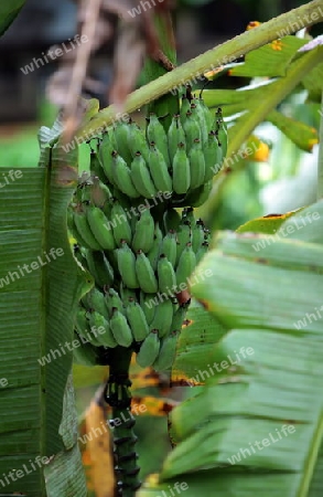 Ein Bananen Baum beim Dorf Chiang Dao noerdlich von Chiang Mai im Norden von Thailand.