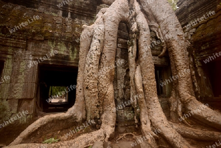 The Temple of  Ta Prohm in the Temple City of Angkor near the City of Siem Riep in the west of Cambodia.