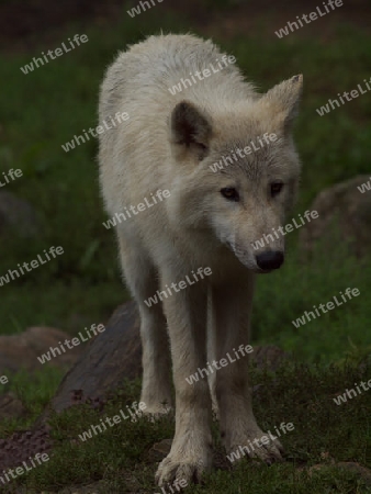 Wolf auf leisen Pfoten