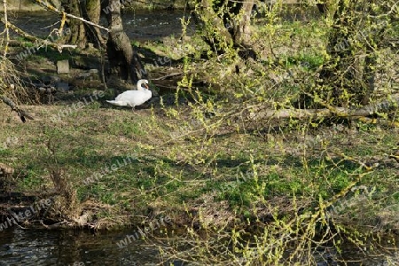 Schwan am Nest im Fruehling