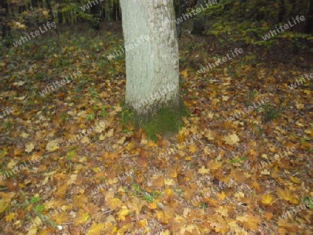 Baum im Garten