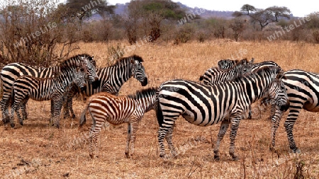 Freilebende Zebraherde