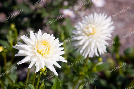 Weiss Gelbe Dahlien