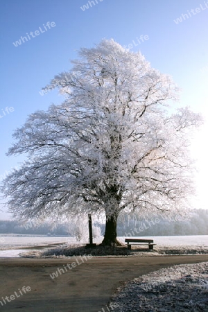 Linde im Winter