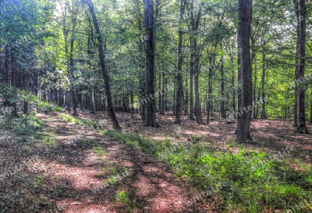 Beautiful view into a dense green forest with bright sunlight casting deep shadow.