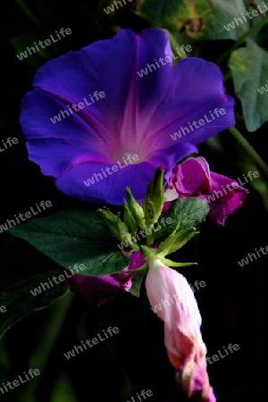 Hibiskus