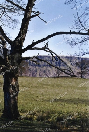 Baum in den Lowlands