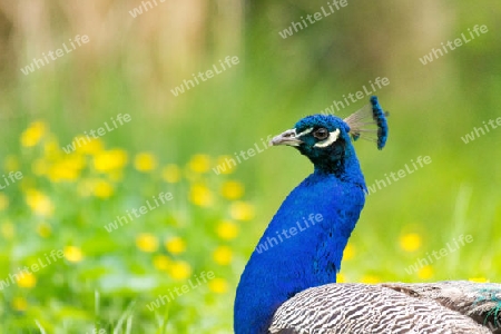 Blauer Pfau