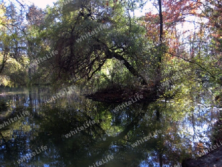 alter baum auf eine Insel