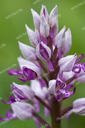 Helm-Knabenkraut, Orchis militaris