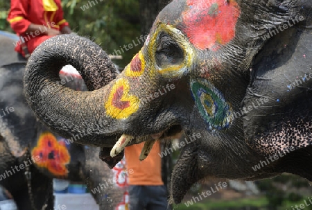 Das Songkran Fest oder Wasserfest zum Thailaendischen Neujahr ist im vollem Gange in Ayutthaya noerdlich von Bangkok in Thailand in Suedostasien.  