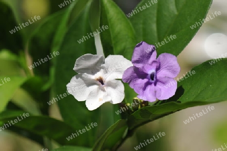 Brunfelsie - Brunfelsia paucilora