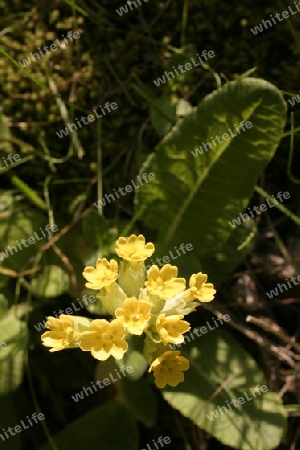 Schluesselblume (Corylopsis pauciflora)