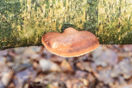 Birken-Zungenporling,Piptoporus betulinus(Porlinge) an einer abgestorbene Birke