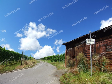 Weg in die Weinberge