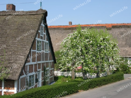 Altes Land. Frühling im Alten Land