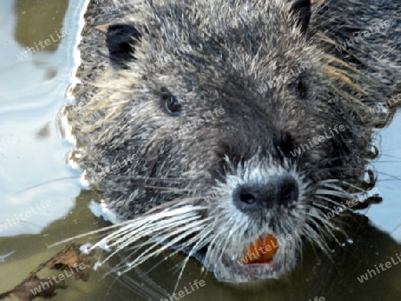 Nutria