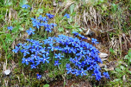 Alpen Blumen