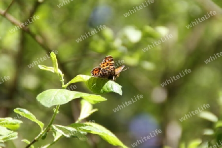 Schmetterling