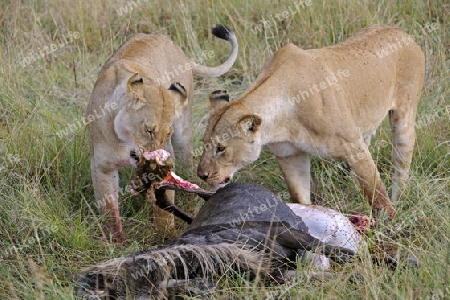 L?wen (Panthera leo),  fressen erbeutetes Gnu , Streifengnu, Weissbartgnu (Connochaetes taurinus),  , Masai Mara, Kenia, Ostafrika, Afrika