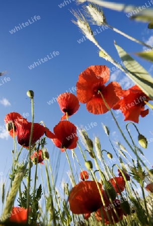 Papaver rhoeas -poppies