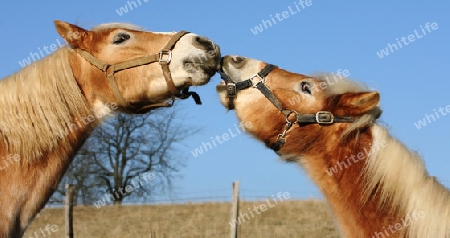 sich k?ssende Haflinger