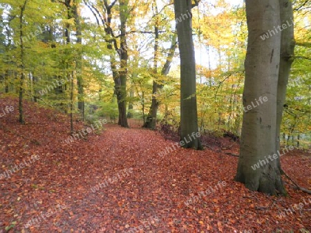 Fr?hsommer im Buxchenwald 