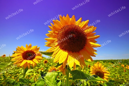 Sonnenblumen