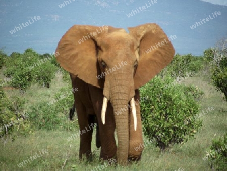 Elefantenbulle, Elefant, Savanne, in, Tsavo, Ost, Kenya, Kenia, Afrika