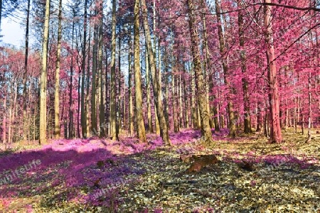 Beautiful pink and purple infrared panorama of a countryside landscape with a blue sky.