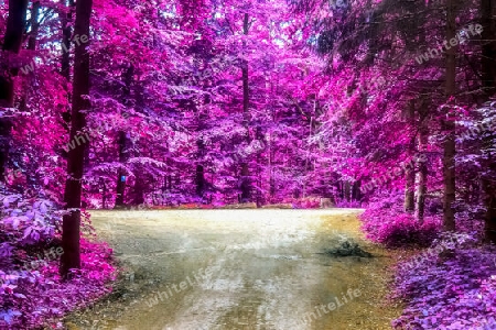 Beautiful pink and purple infrared panorama of a countryside landscape with a blue sky.