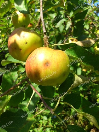 Apfel am Baum