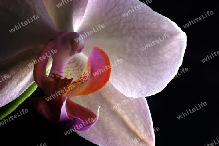 Orchidee