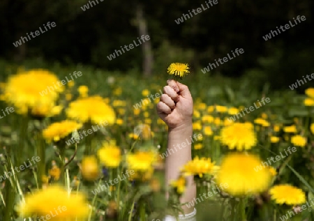 Hand des Kindes mit der Butterblume