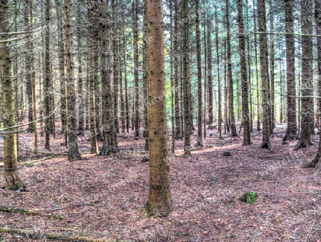 Beautiful view into a dense green forest with bright sunlight casting deep shadow.