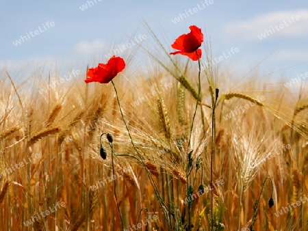 Mohnblumen im Feld