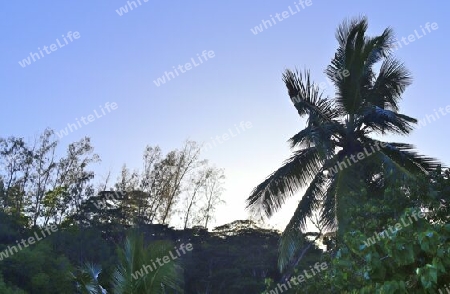 Beautiful palm trees at the beach on the tropical paradise islands Seychelles