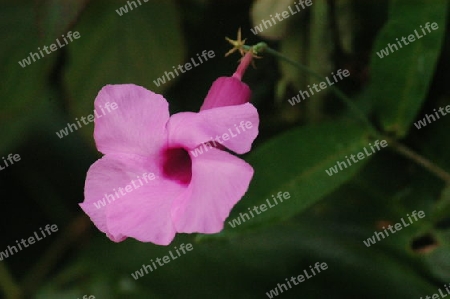 Allamanda violacea