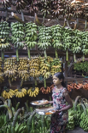 a big Banana Shop in a Market near the City of Yangon in Myanmar in Southeastasia.