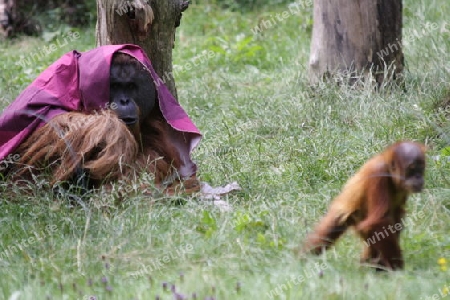 Orang Utan - Pongo pygmaeus