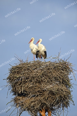 Wei?st?rche (Ciconia ciconia), auf   Nest, Storchendorf Linum, Brandenburg, Deutschland, Europa, oeffentlicherGrund