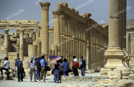 Die Ruinen von Palmyra in der Wueste Faydat in Syrien im Mittleren Osten in Arabien.