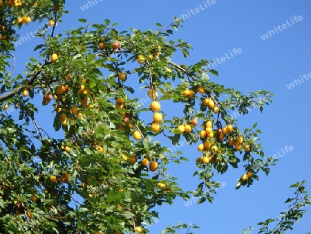 Wilde Mirabellen - Baum