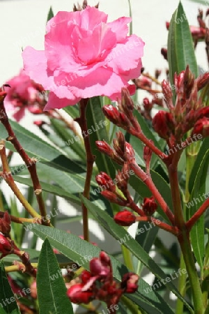 pinker Oleander