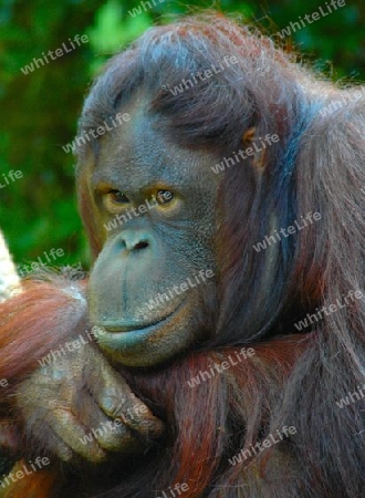 orang utan