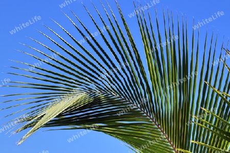 Beautiful palm trees at the beach on the tropical paradise islands Seychelles