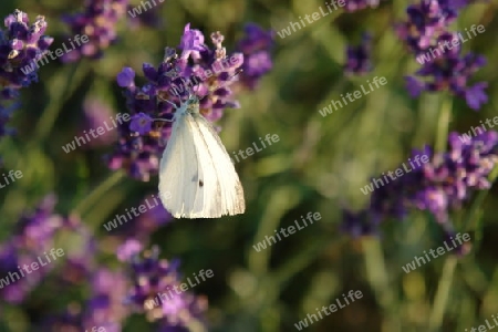 Schmetterling