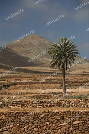 the Landscape on the Island Fuerteventura on the Canary island of Spain in the Atlantic Ocean.