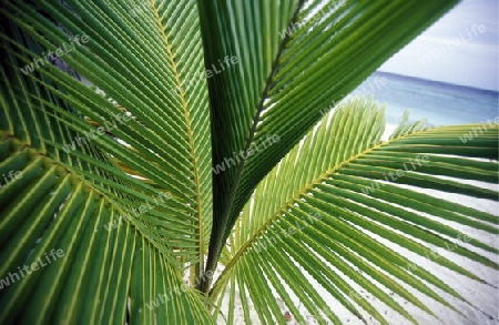 
Der Traumstrand mit Palmen und weissem Sand an der Insel Velavaru im Southmale Atoll auf den Inseln der Malediven im Indischen Ozean.   