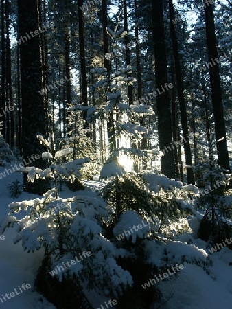 Winterwald